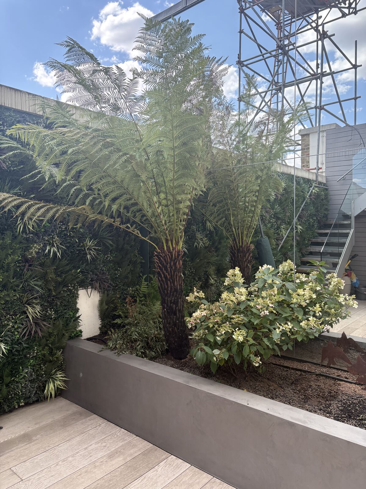 Rooftop garden with tree ferns and living wall, Shad Thames